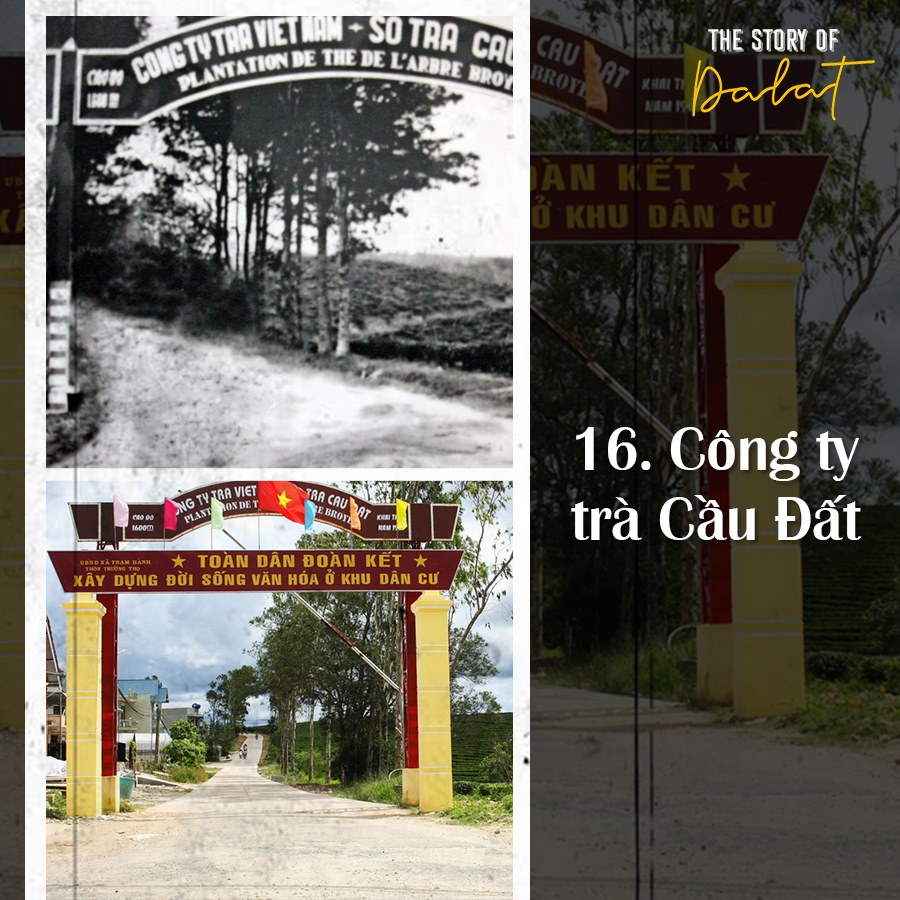 công ty trà cầu đất