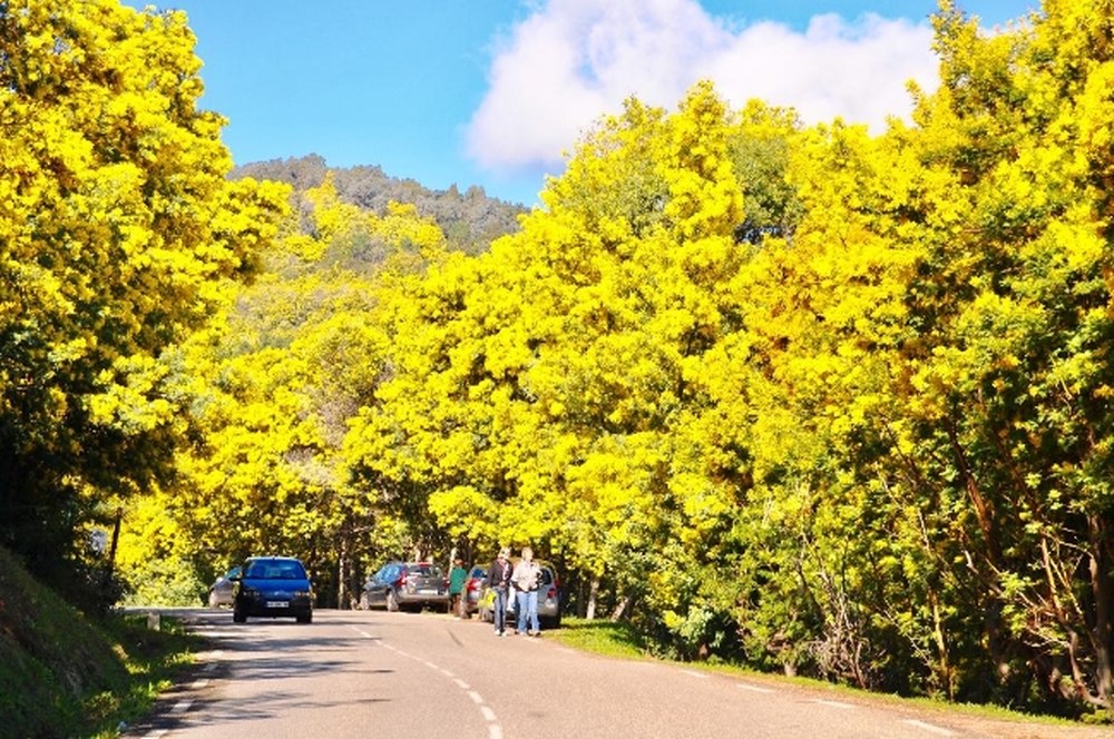đèo mimosa