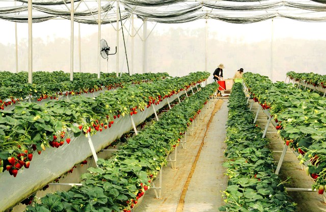 vườn dâu đà lạt tham quan