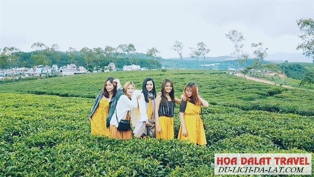 ảnh check in đồi chè