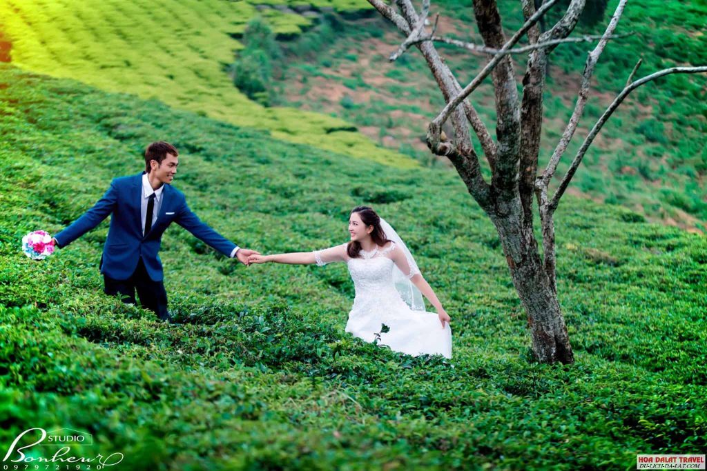Chụp ảnh cưới ở đồi chè cầu đất