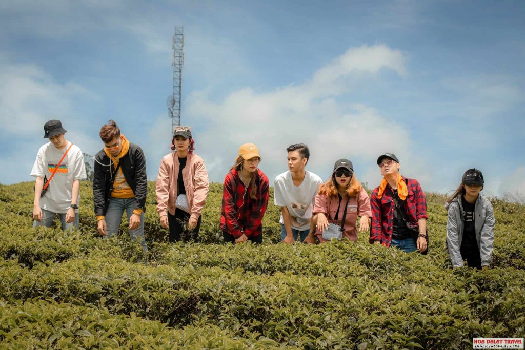Đồi chè cầu đất Đà Lạt
