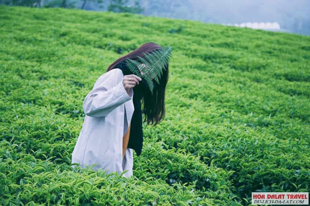 Đồi chè cầu đất dalat