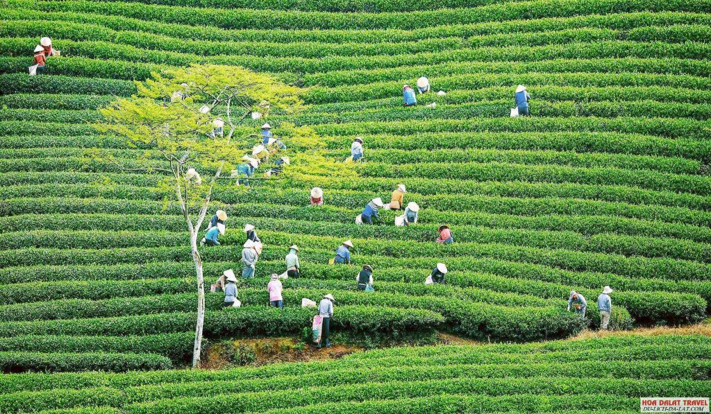 Đồi chè Cầu Đất Farm Đà Lạt