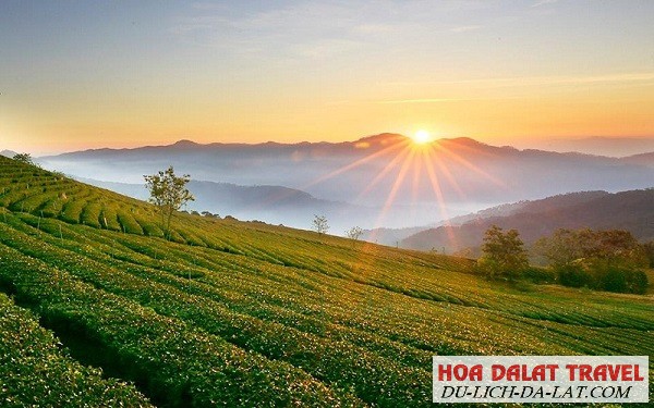 Đón bình minh ở đồi chè cầu Đất