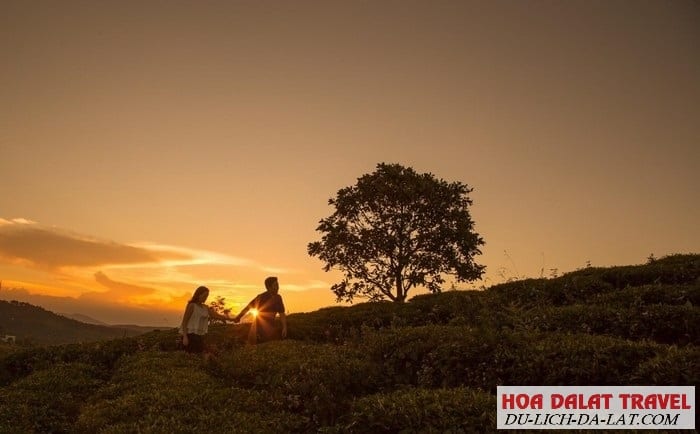 Đón hoàng hôn ở đồi chè Cầu Đất