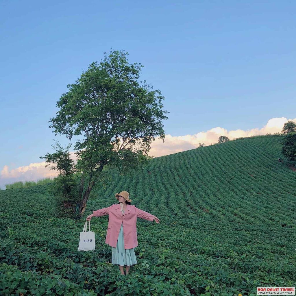 Đường đi đồi chè Cầu Đất