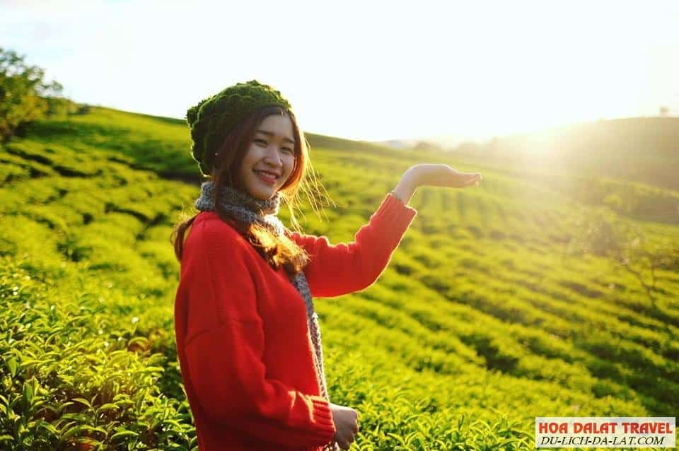Giới thiệu đồi chè cầu đất