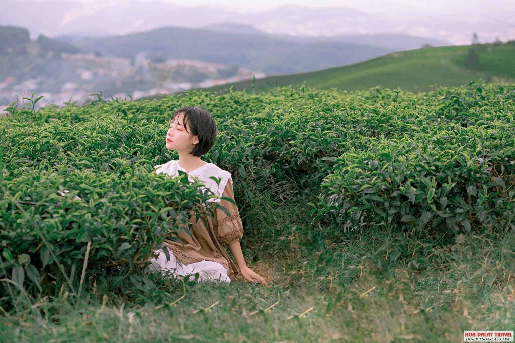 Kinh nghiệm đi đồi chè Cầu Đất