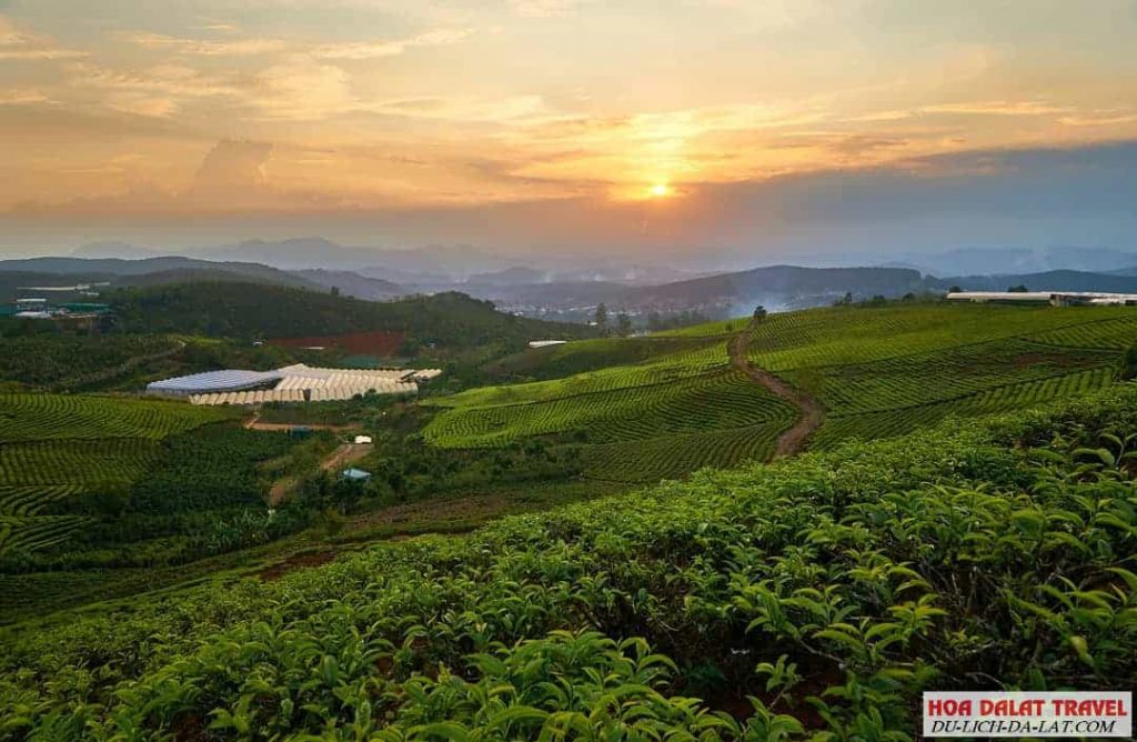 Một góc bình yên ở đồi chè