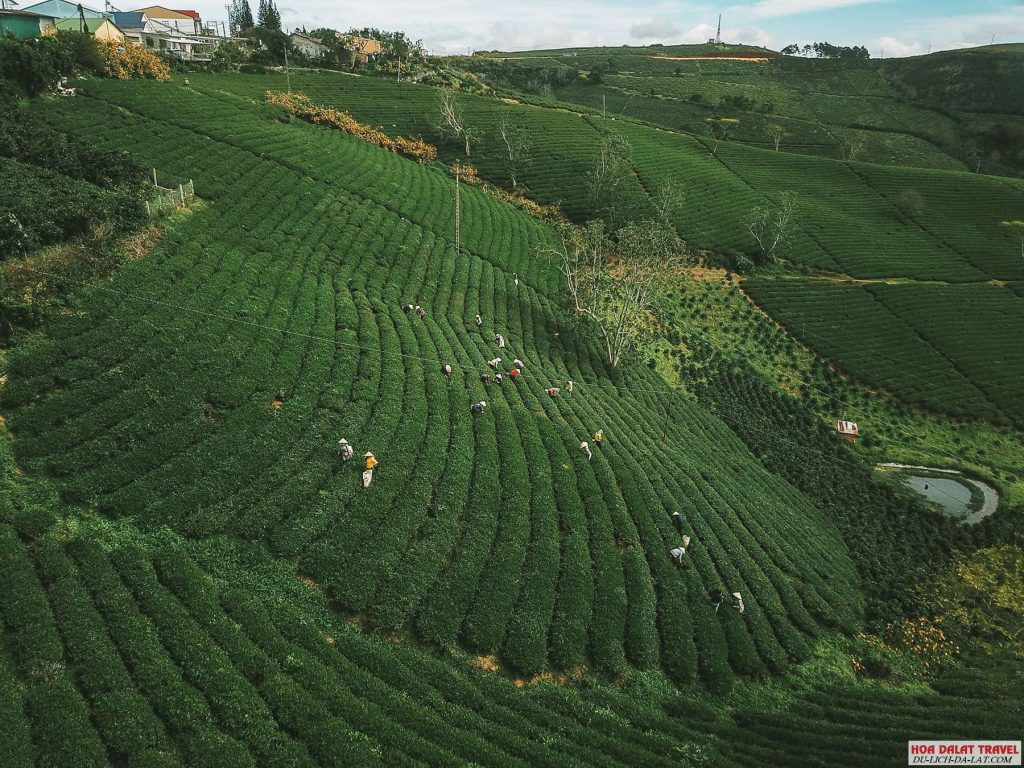 Một góc nhỏ ở đồi chè Cầu Đất Đà Lạt