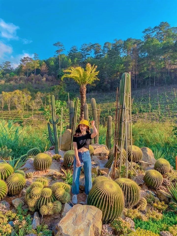Ốc đảo xương rồng