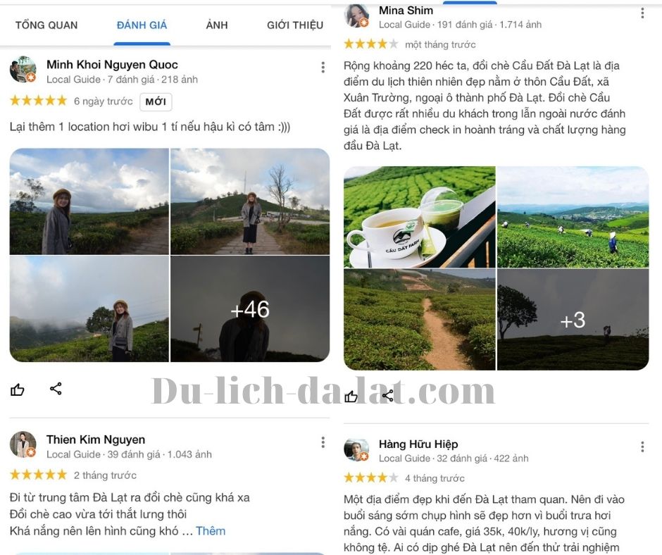 Review đồi chè Cầu Đất Fram Đà Lạt
