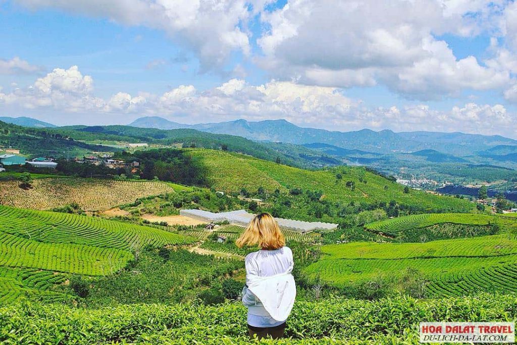 Thuyết minh đồi chè Cầu Đất