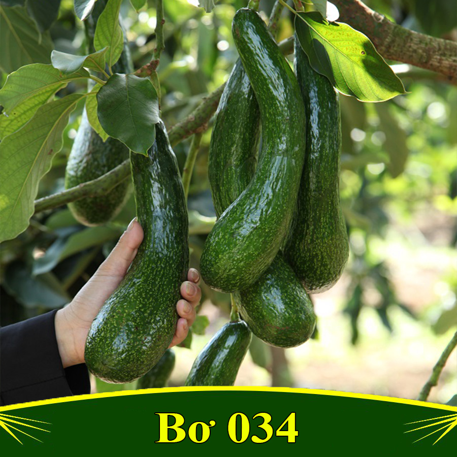 Bơ trái dành 034 trái dài
