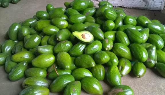 bơ Lâm Đồng