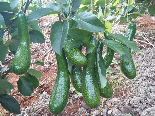bơ Lâm Đồng ngon