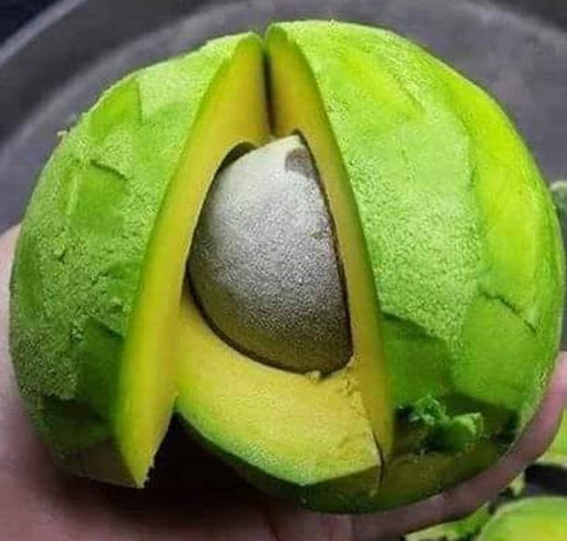 các loại bơ ngon