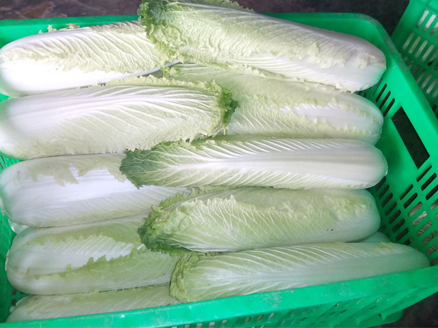 cải hỏa tiễn