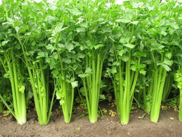 cần tây lớn