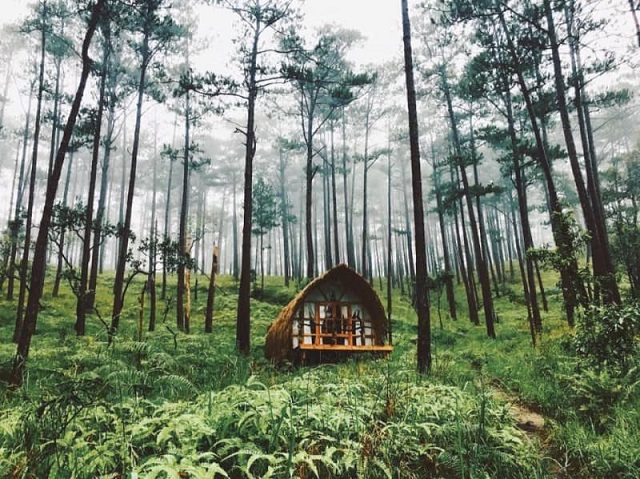 cánh rừng thông Đà Lạt