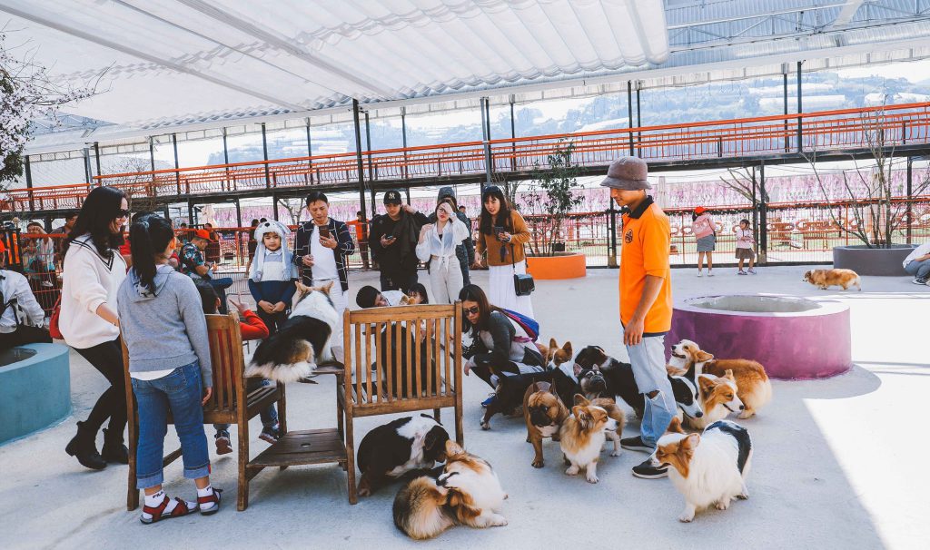 Check in Puppy Farm Đà Lạt