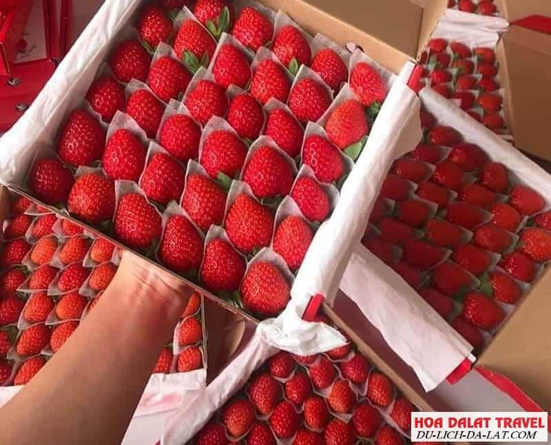 dâu tây Đà Lạt loại 1