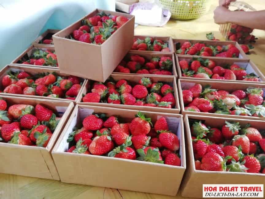 dâu tây tươi