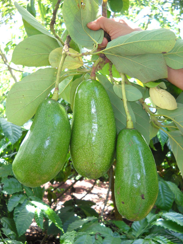 giá bơ Đà Lạt