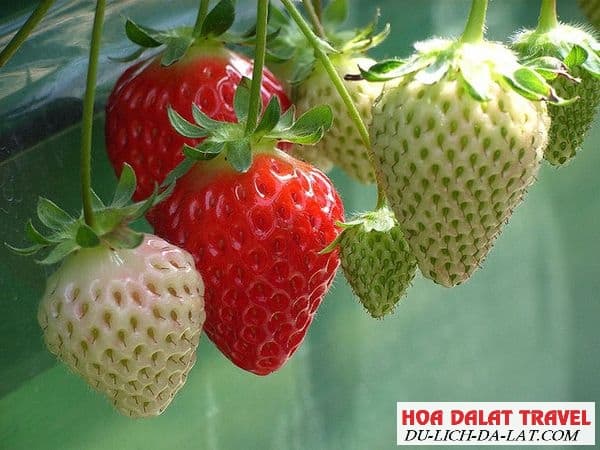 Giới thiệu về dâu tây Đà Lạt