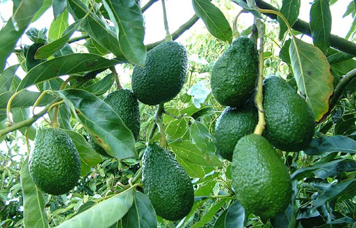hình ảnh bơ Lâm Đồng