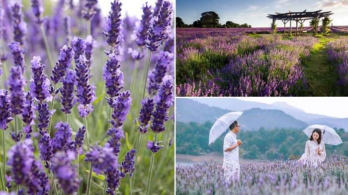 hình ành hoa lavender ở Đà Lạt