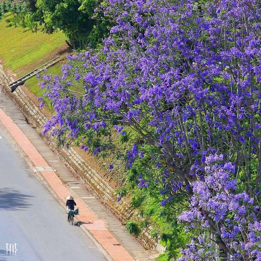 Hoa Phượng Tím ở Đà Lạt