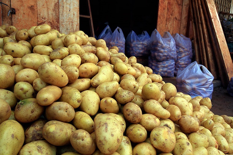 khoai tây Đà Lạt