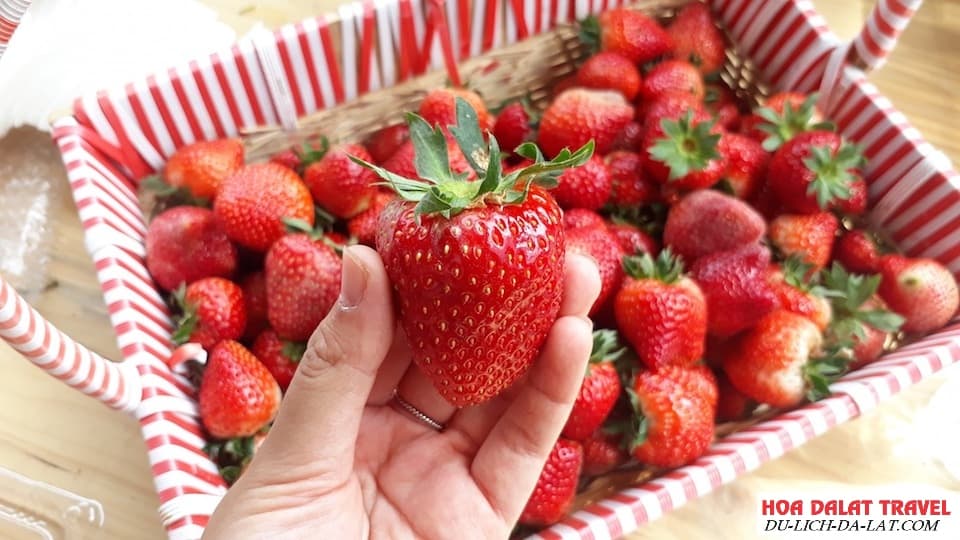 Mua dâu tây Đà Lạt ở đâu