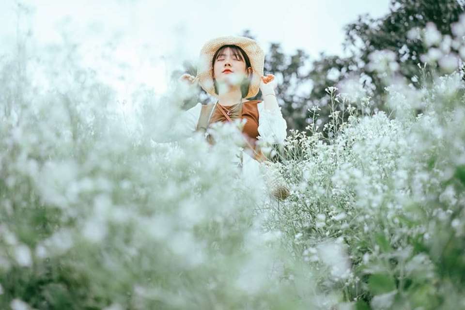 Mùa hoa cải trắng ở Đà Lạt