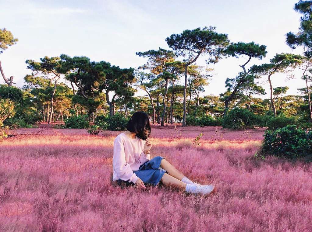 Mùa hoa cỏ hồng Đà Lạt