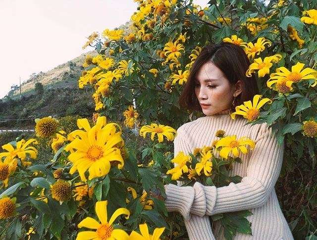 Mùa hoa dã quỳ ở Đà Lạt