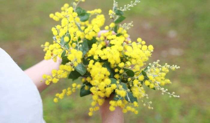 Mùa hoa Mimosa ở Đà Lạt