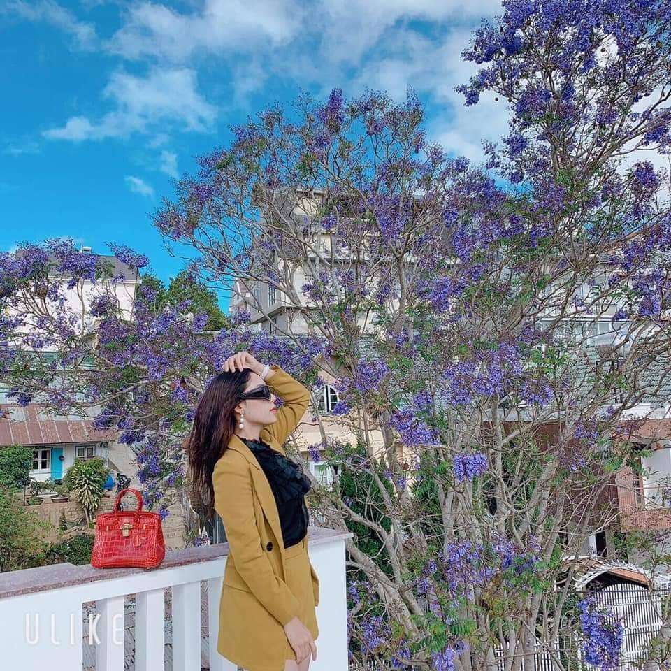 Mùa hoa phượng tím ở Đà Lạt