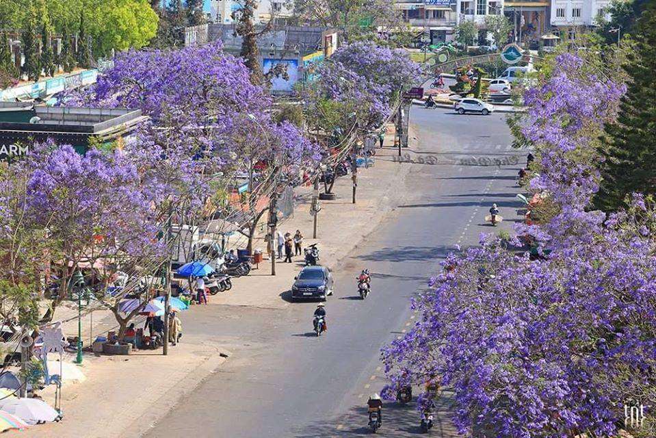 Mùa hoa phượng tím