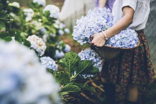 Những mùa hoa ở Đà Lạt