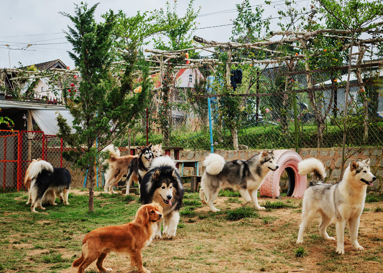 puppy farm đà lạt