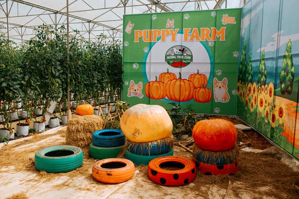 puppy farm ở Đà Lạt