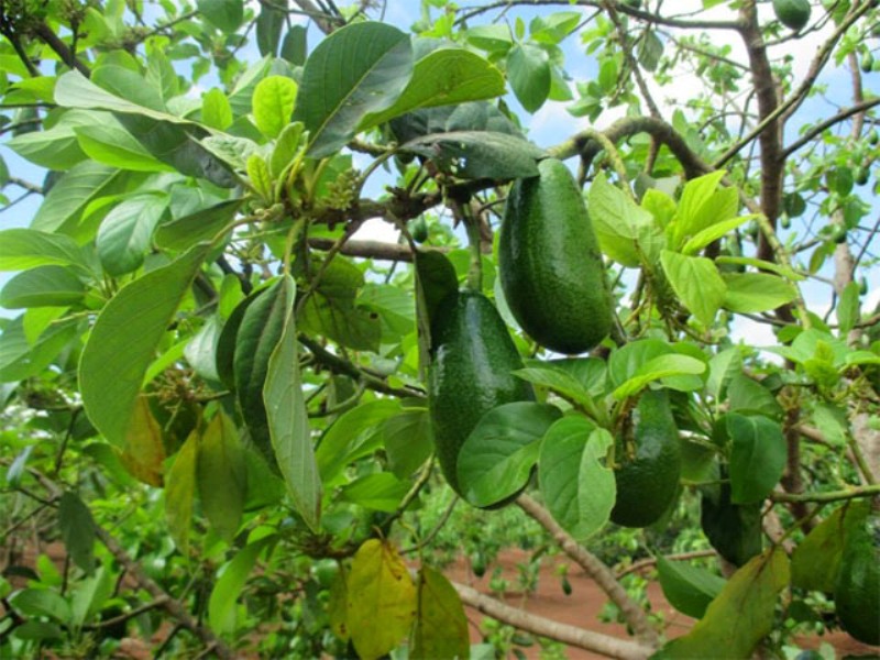 Vườn bơ Đà Lạt