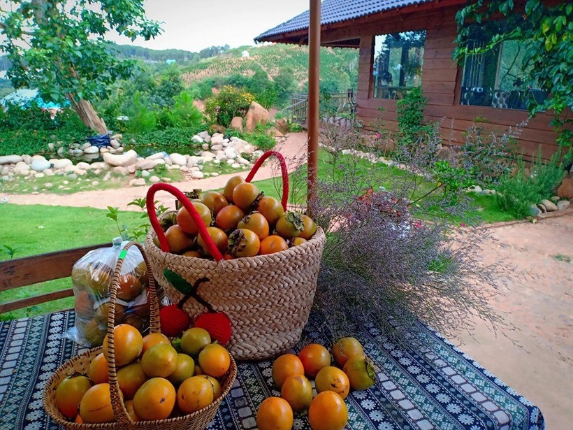 Vườn hồng mộc trà farm