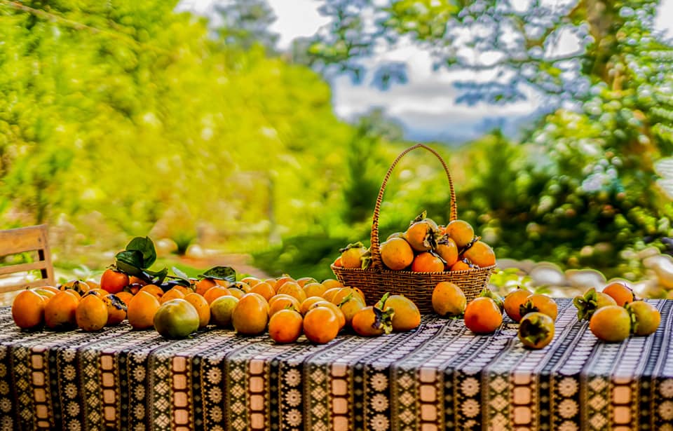 Vườn hồng ở mộc trà fram