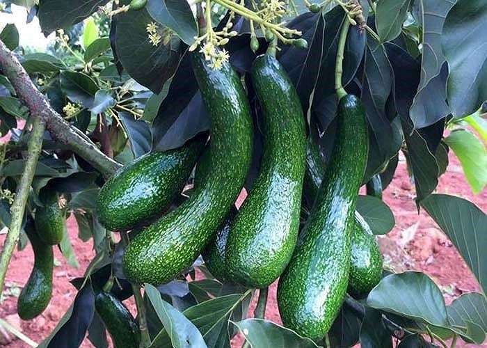 bơ lâm đồng đà lạt