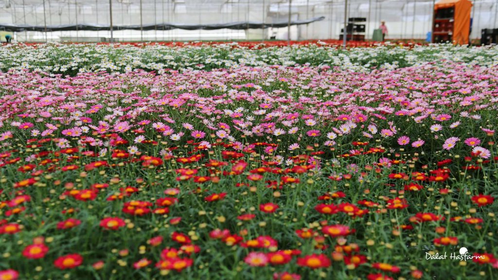 hoa cúc dalat hasfarm
