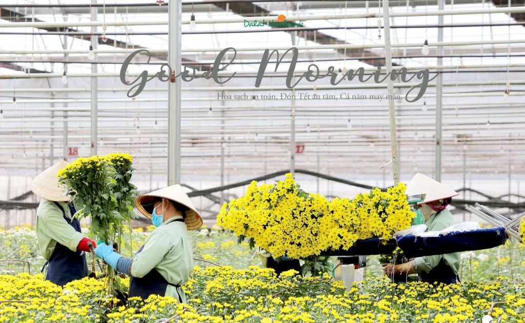 hoa sạch đà lạt hasfarm